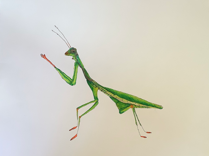 Drawing of colored ink and pencil depicting a grasshopper.